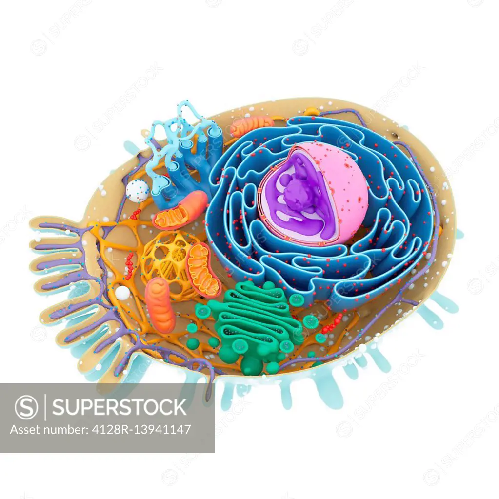 Cell structure, illustration.