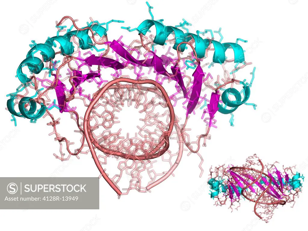 TATA box_binding protein. Molecular model of the TATA box_binding protein blue and purple complexed with DNA pink.