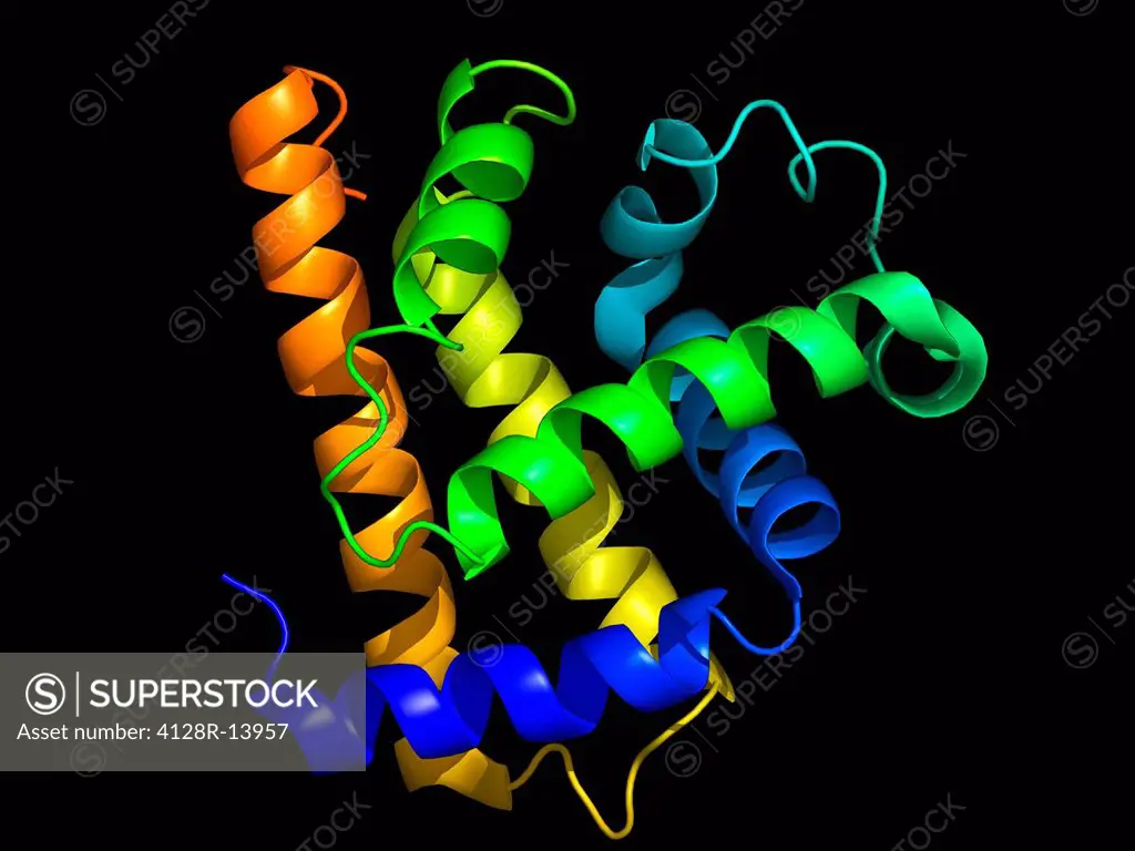 Myoglobin, molecular model. Myoglobin is a protein found in muscle cells that stores oxygen.