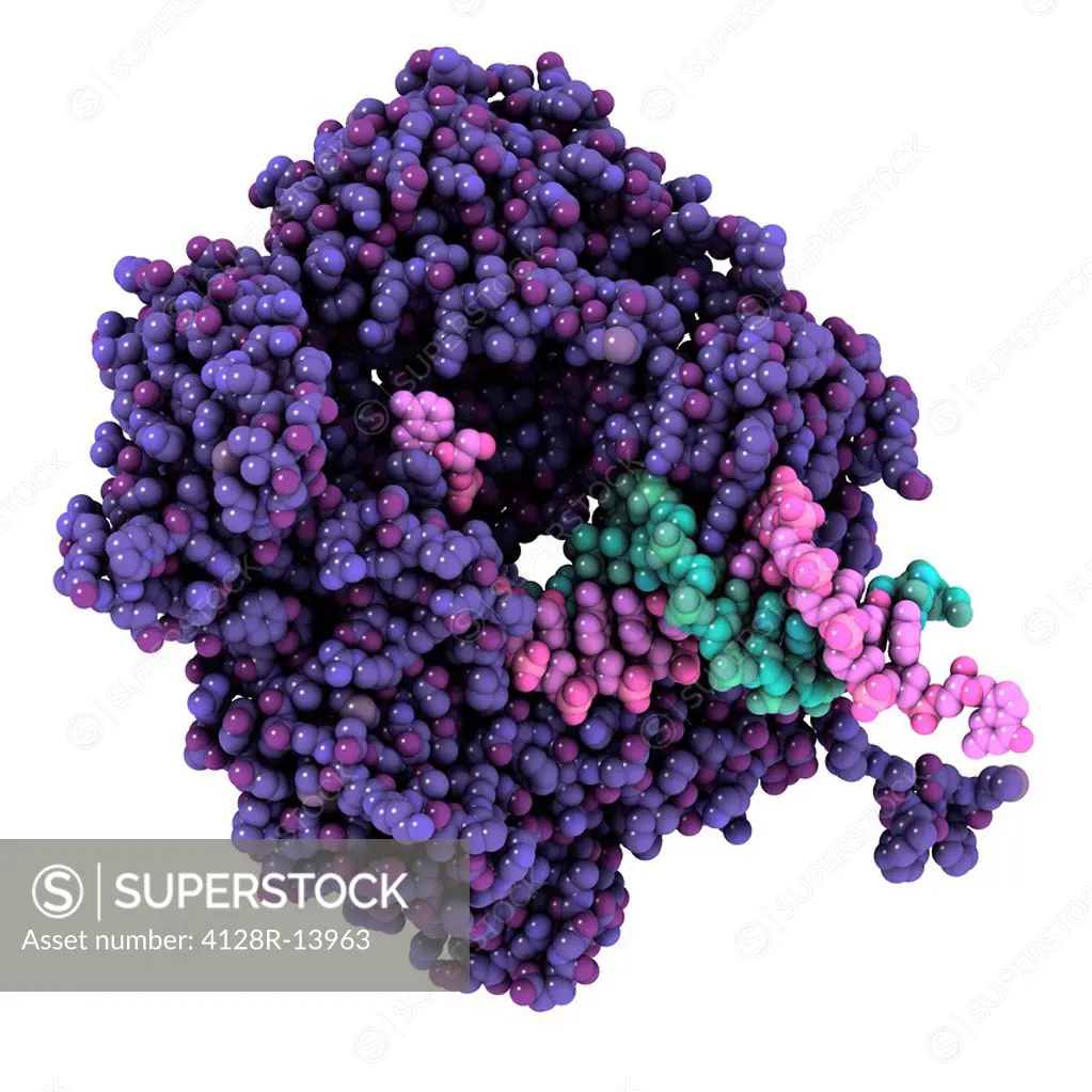RNA polymerase. Molecular model of the alpha subunit of RNA polymerase purple with a molecule of DNA deoxyribonucleic acid, pink and green. RNA polyme...