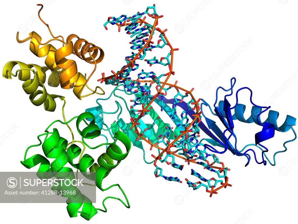 Transcription preinitiation complex. Molecular model of a TATA_box_binding protein green and blue complexed with the transcription factor IIB yellow a...