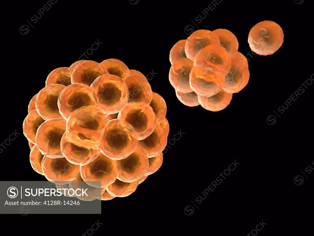 Computer artwork depicting division of stem cells. A stem cell is an undifferentiated call that can divide indefinitely in culture. It can differentia...
