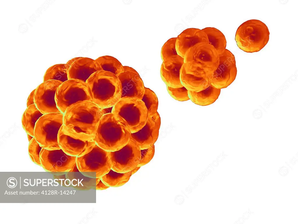 Computer artwork depicting division of stem cells. A stem cell is an undifferentiated call that can divide indefinitely in culture. It can differentia...