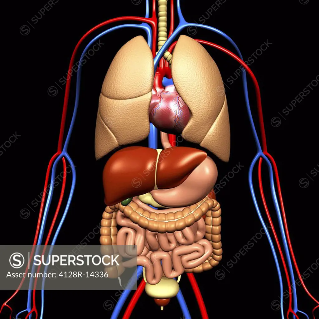 Computer artwork of the human anatomy seen from front. depicted are: Digestive system: Liver, falciform ligament, gallbladder, stomach, pancreas, appe...