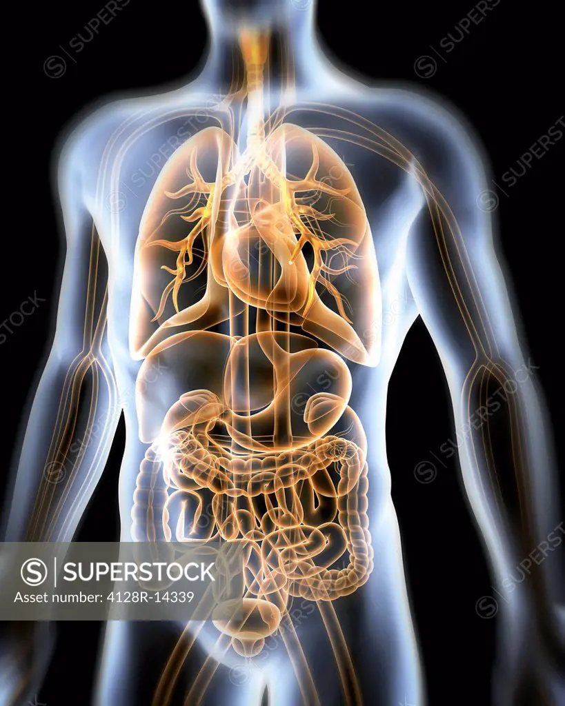 Computer artwork of the human anatomy seen from front. Depicted are: Digestive system: Liver, falciform ligament, gallbladder, stomach, pancreas, appe...
