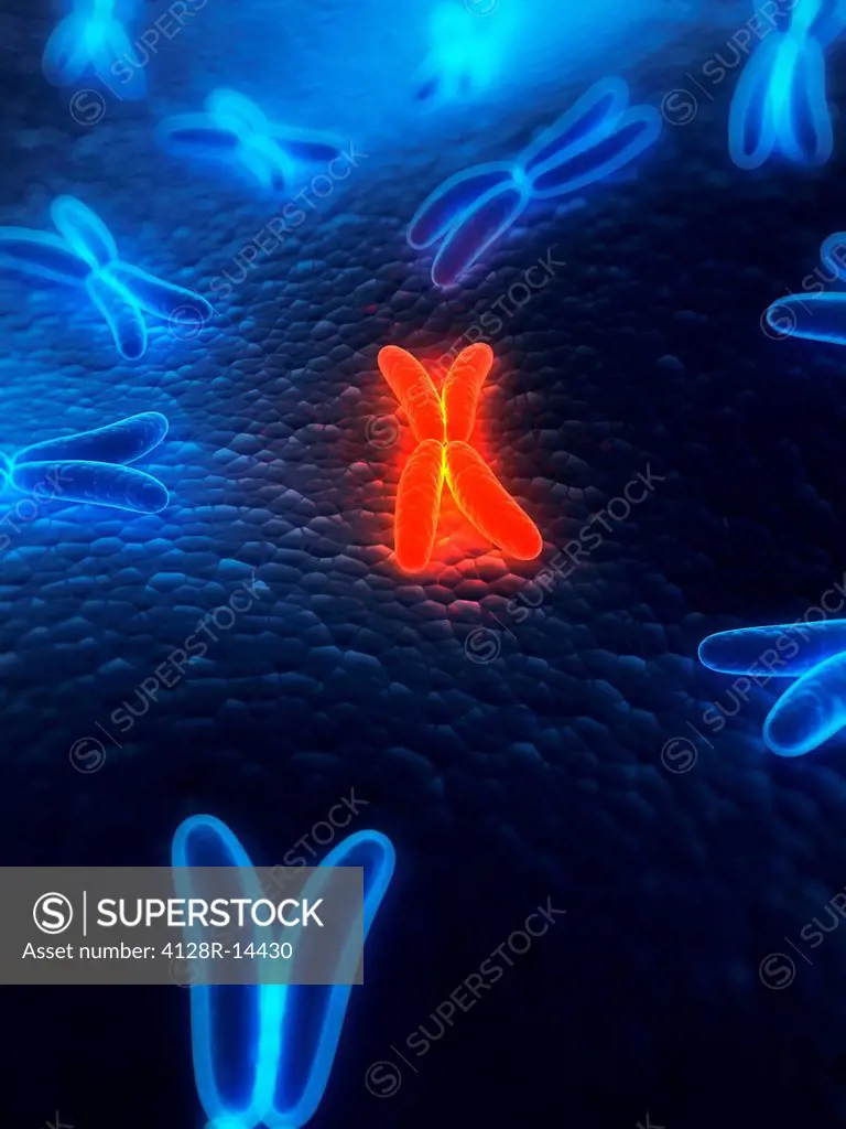 Chromosomes, computer artwork.