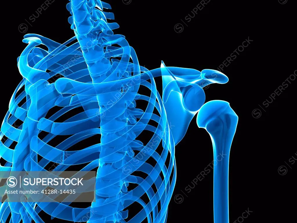 Shoulder bones, computer artwork.