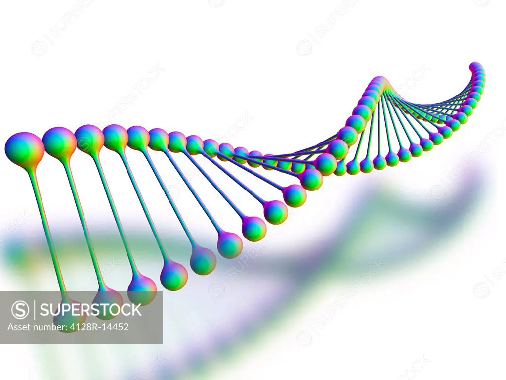DNA molecule, computer artwork. DNA deoxyribonucleic acid is composed of two strands twisted into a double helix. DNA contains sections called genes, ...