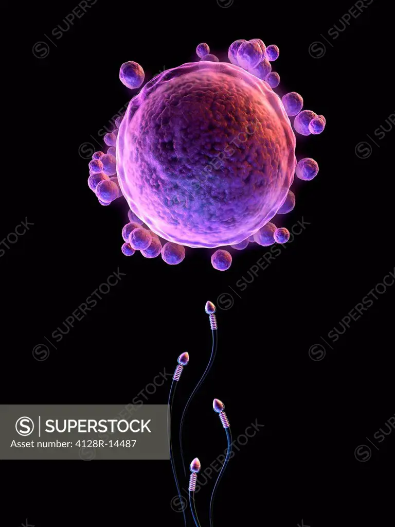 Fertilisation. Computer artwork of sperm swimming towards an egg.