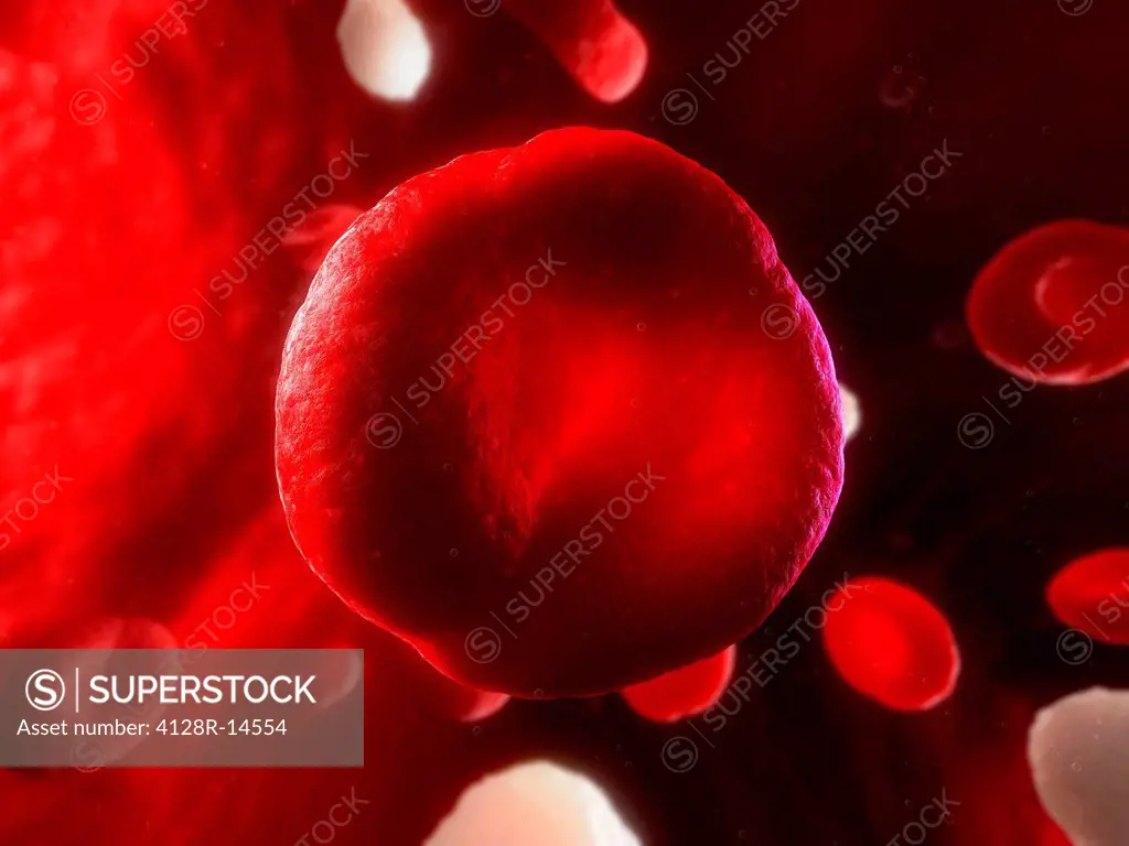Red blood cell, computer artwork.