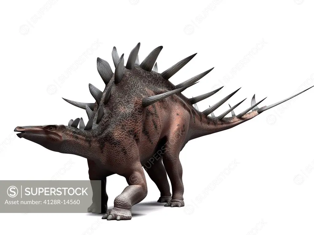 Kentrosaurus dinosaur, computer artwork. This dinosaur lived 145 to 160 million years ago during the Late Jurassic period.