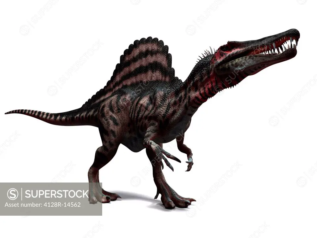 Spinosaurus dinosaur, computer artwork. This dinosaur lived 95 to 80 million years ago during the Late Cretaceous period.