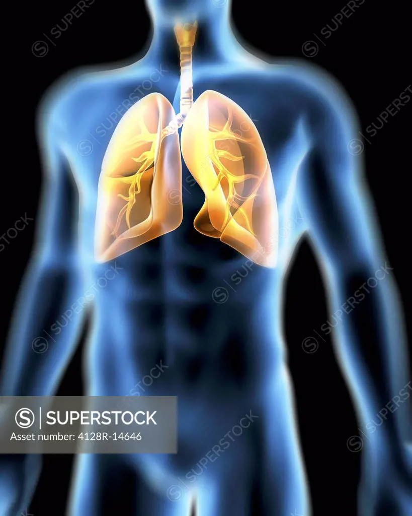 Respiratory system. Computer artwork of a male torso and the respiratory System, showing lungs, bronchus, bronchioles, larynx and windpipe.