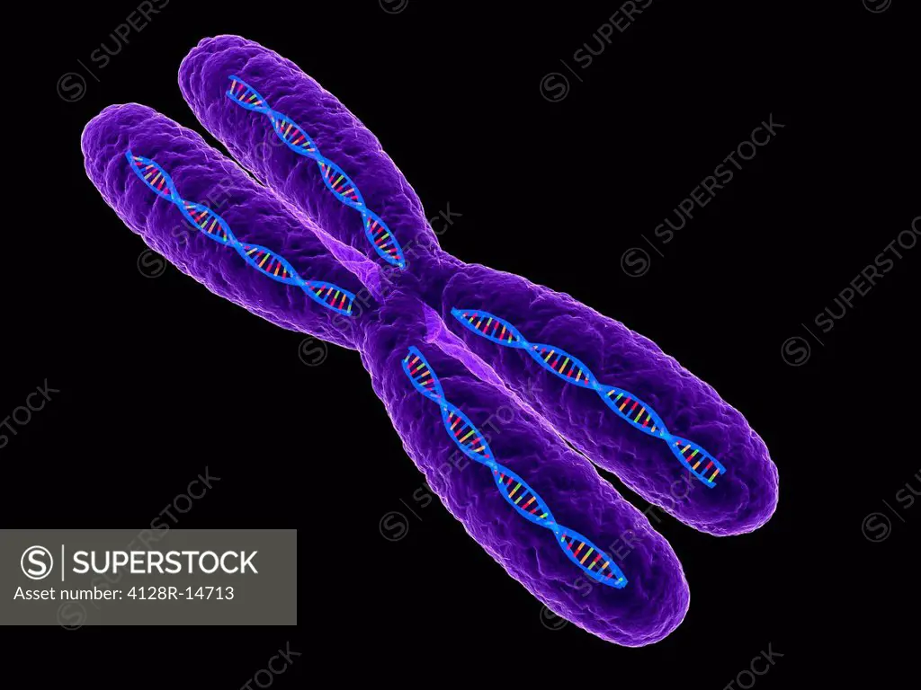 Chromosome, computer artwork.