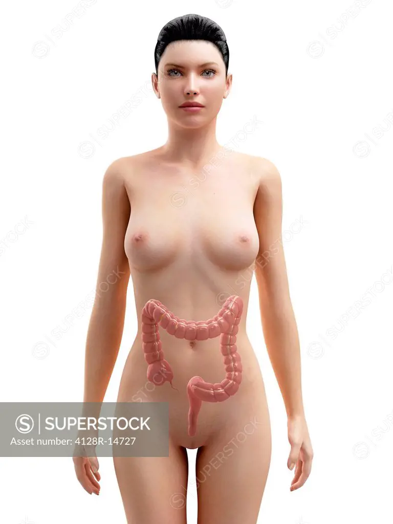 Healthy large intestine, computer artwork.