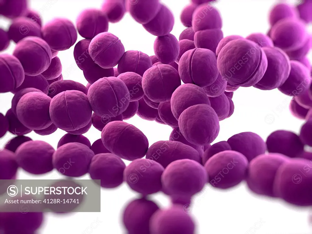 Streptococcus bacteria, computer artwork.