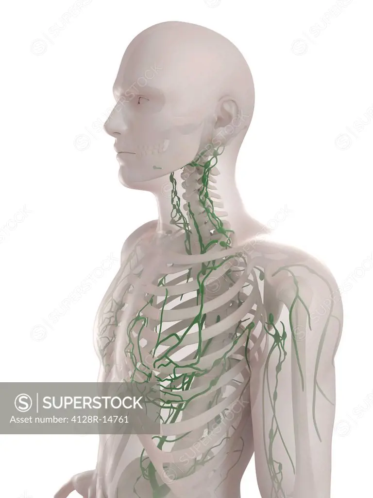 Lymphatic system, computer artwork.