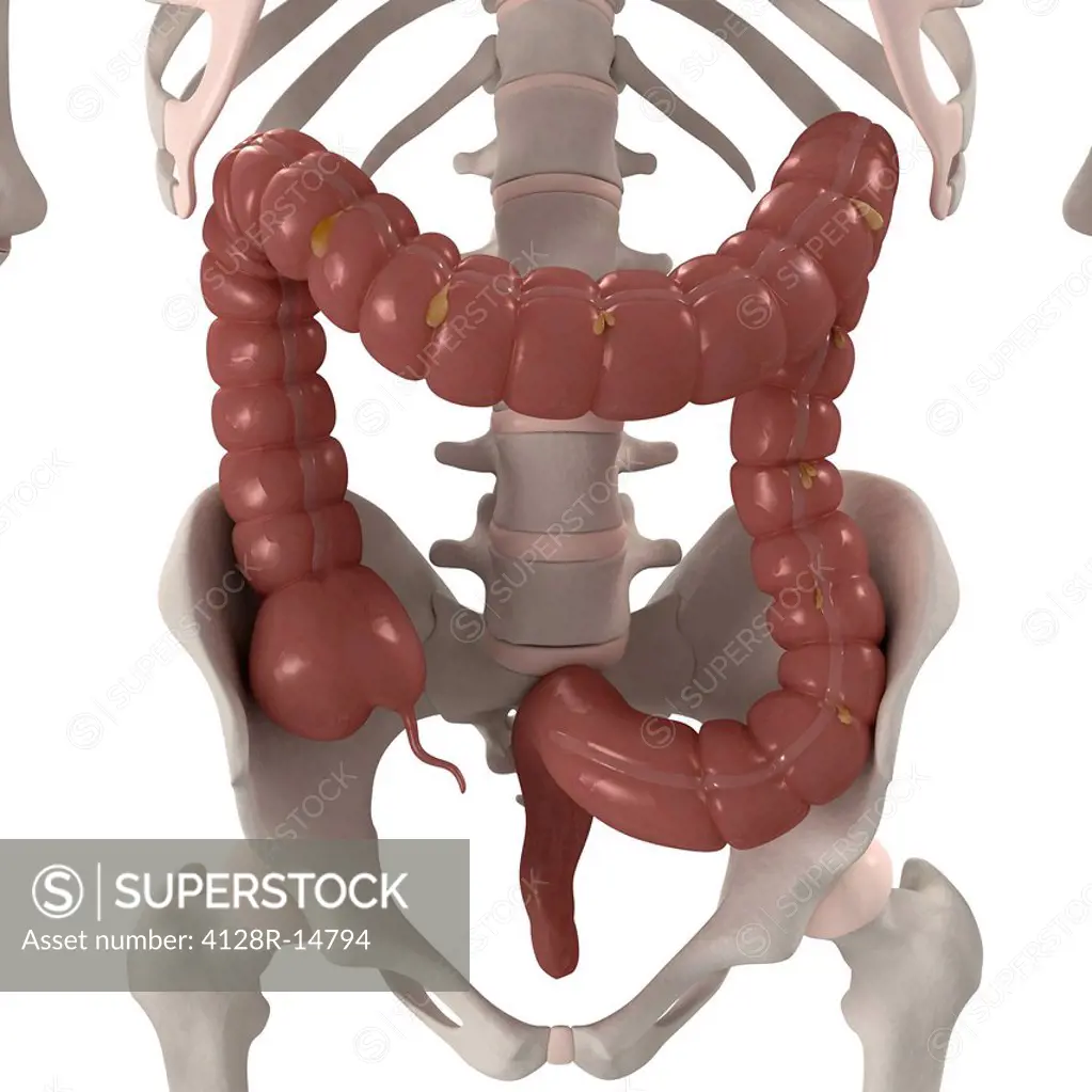 Healthy large intestine, computer artwork.