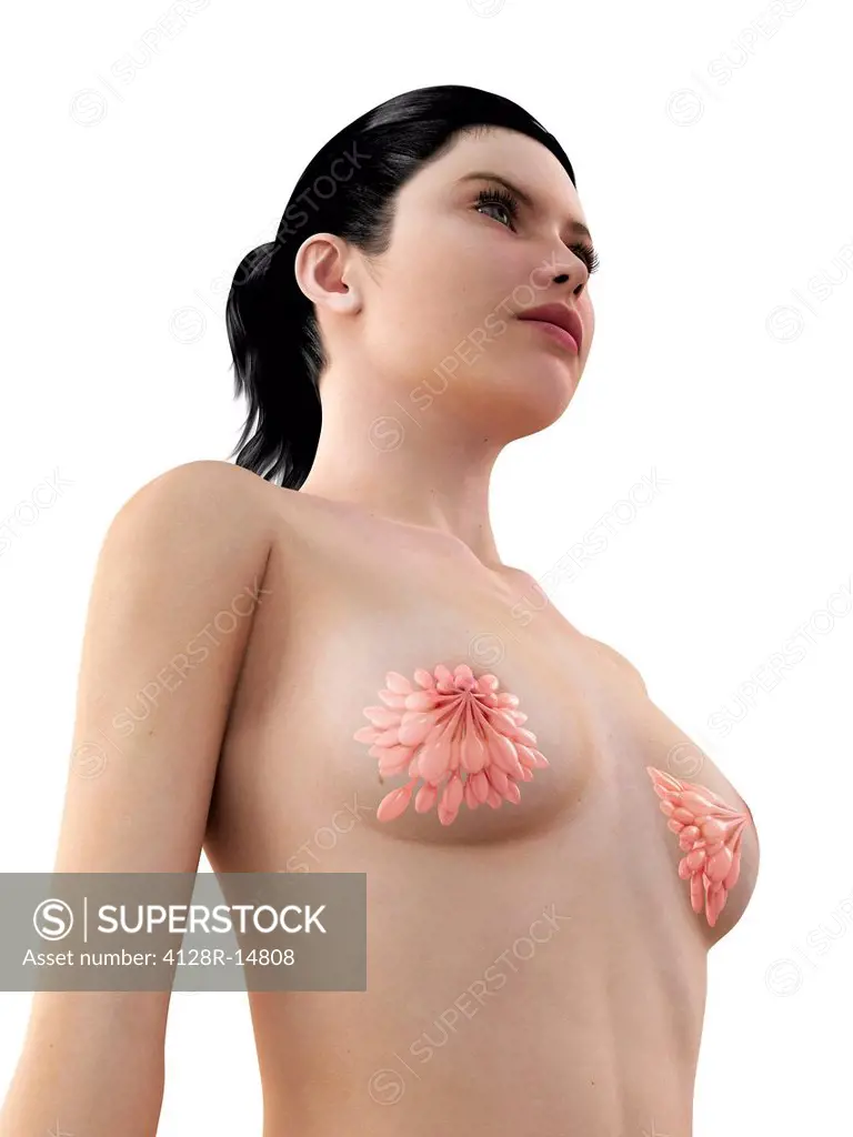 Breast anatomy, computer artwork.