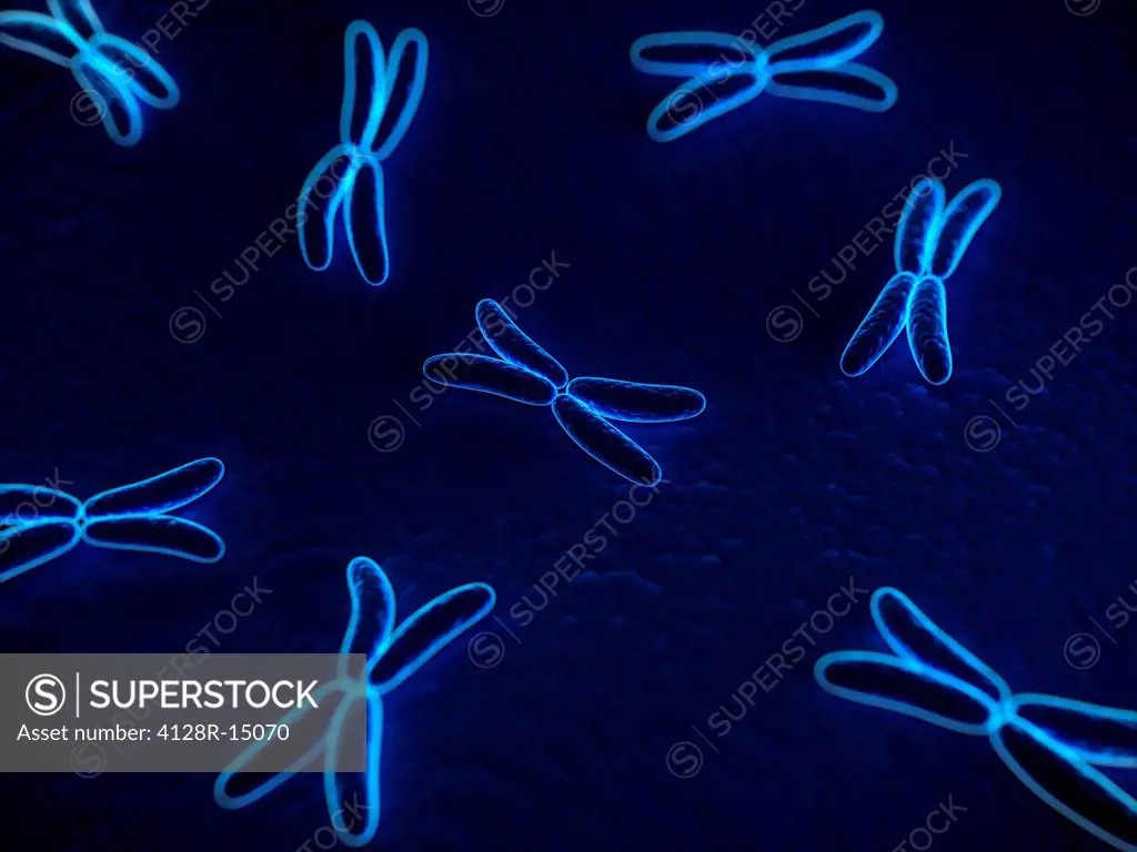 Chromosomes, computer artwork.