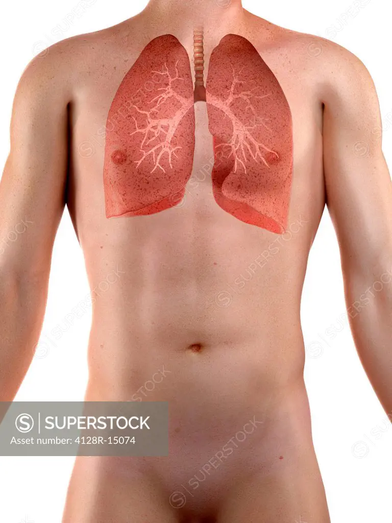 Healthy lungs, computer artwork.