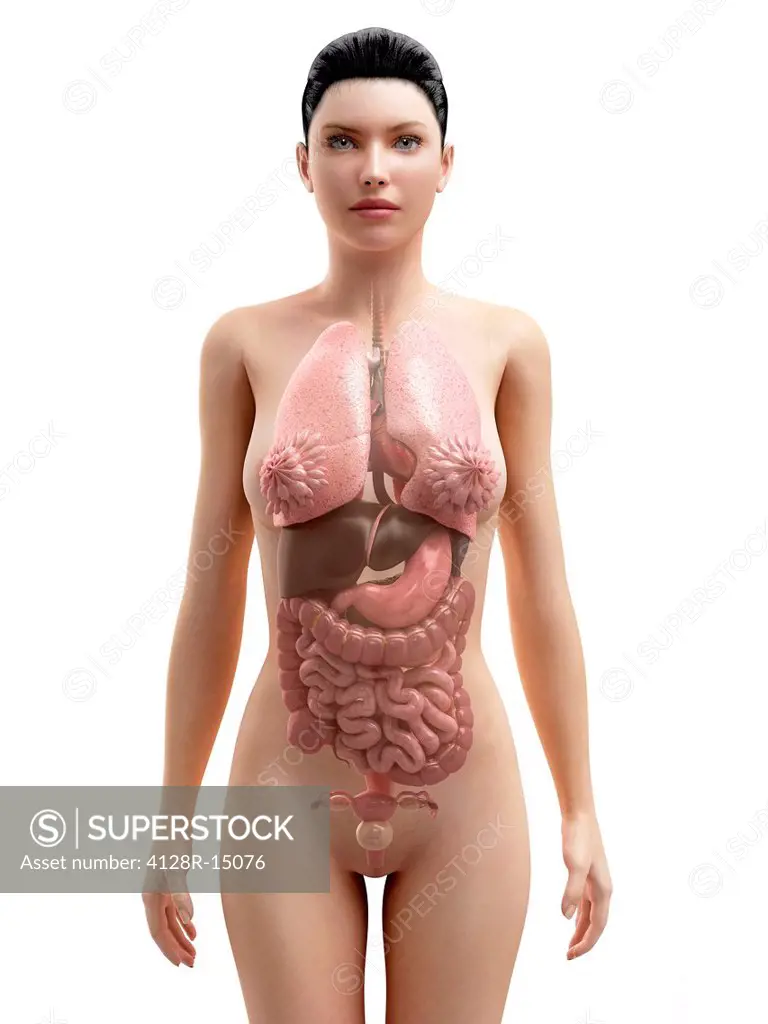 Female anatomy, computer artwork.