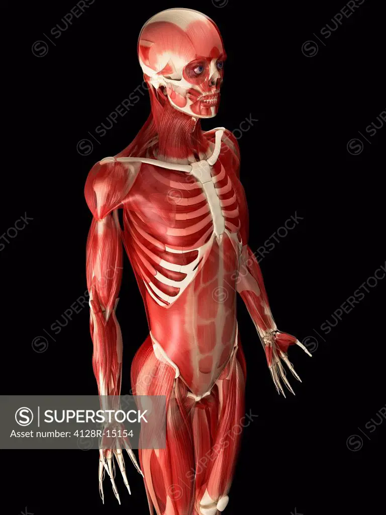 Male muscles, computer artwork.