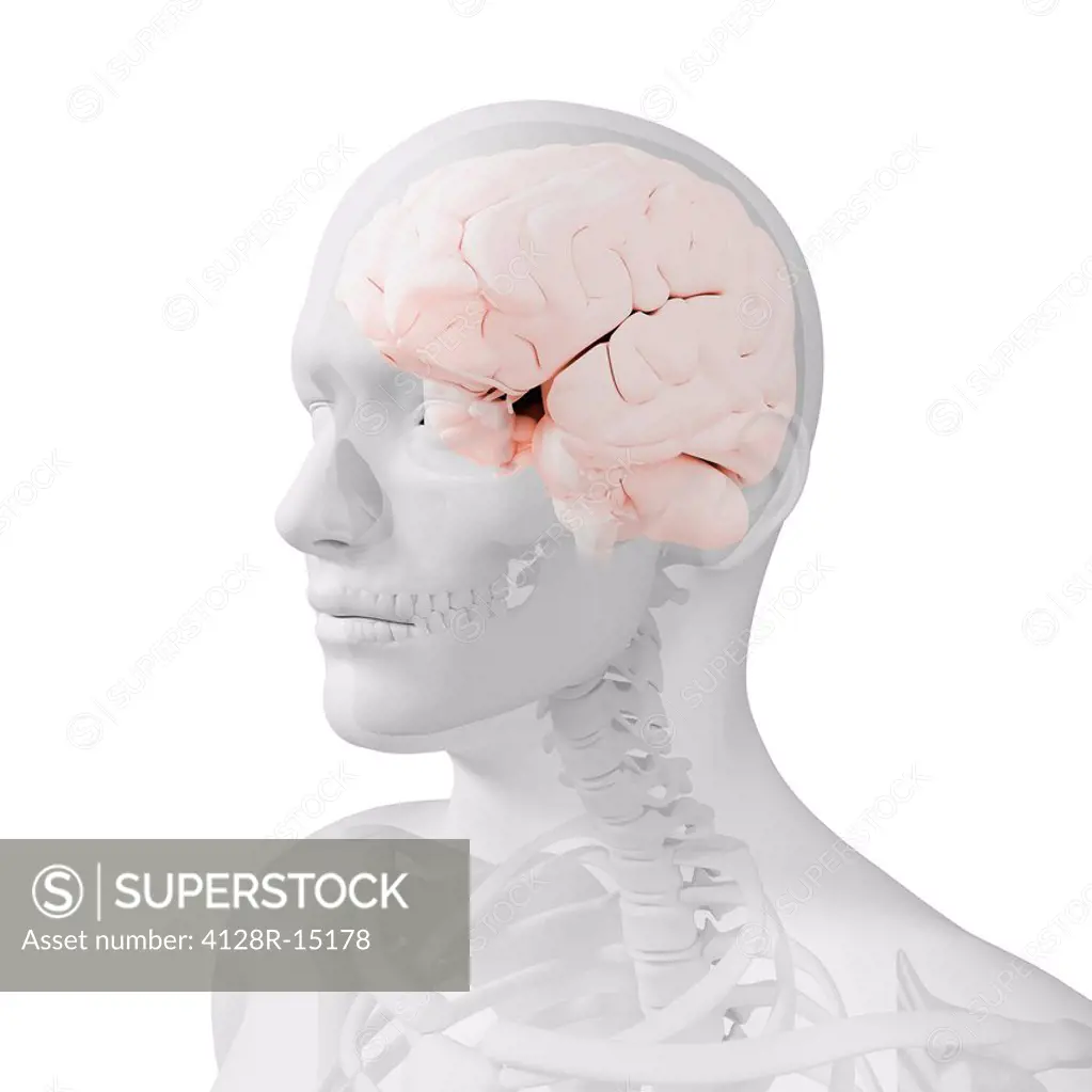 Head anatomy, computer artwork.