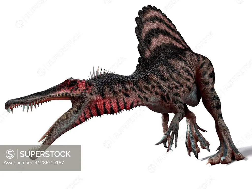 Spinosaurus dinosaur, computer artwork. This dinosaur lived 95 to 80 million years ago during the Late Cretaceous period.