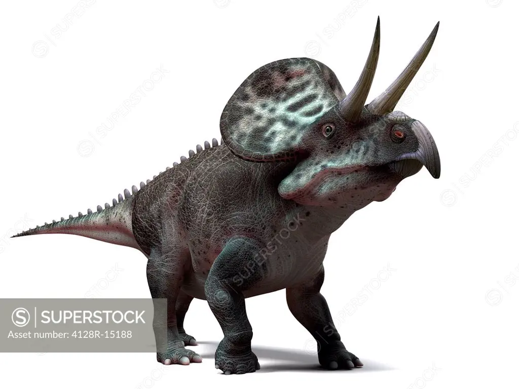 Zuniceratops dinosaur, computer artwork. This dinosaur lived approximately 90 million years ago during the Turonian age of the Late Cretaceous period.