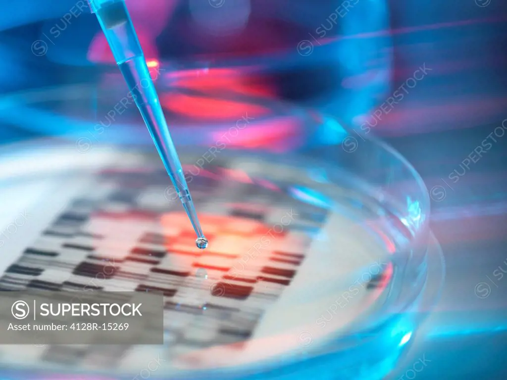 Genetic research, conceptual image. DNA deoxyribonucleic acid autoradiogram in a petri dish.