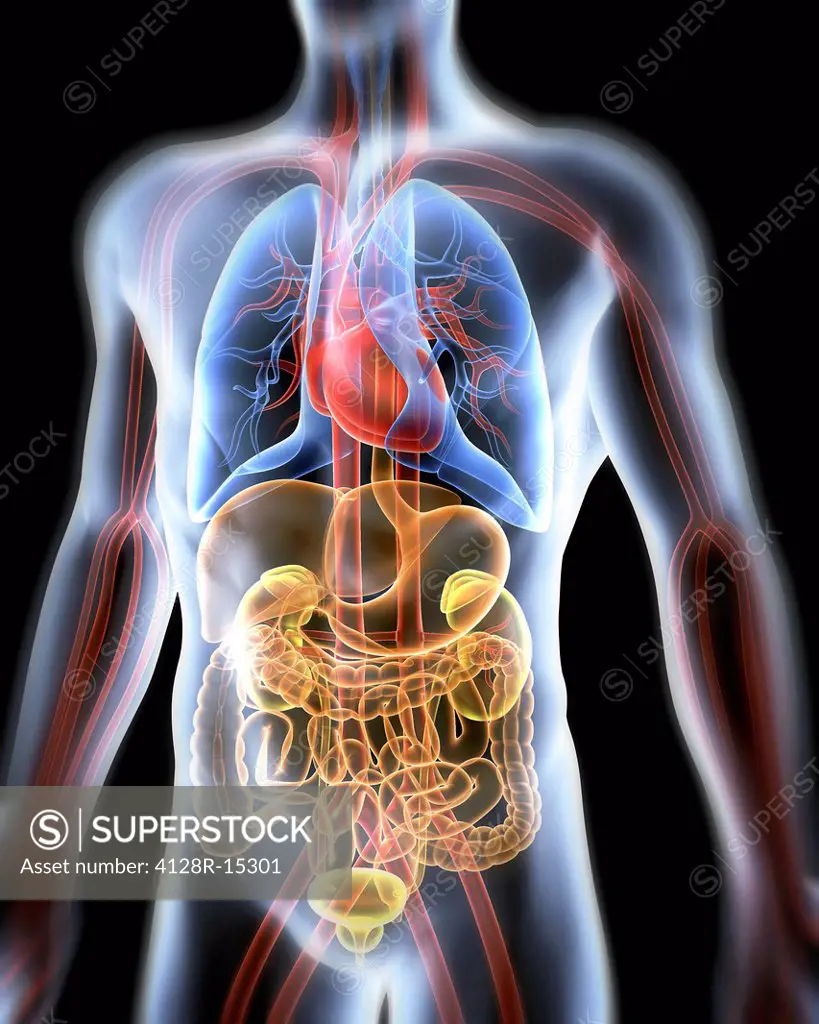 Computer artwork of the human anatomy seen from front. Depicted are: Digestive system: Liver, falciform ligament, gallbladder, stomach, pancreas, appe...