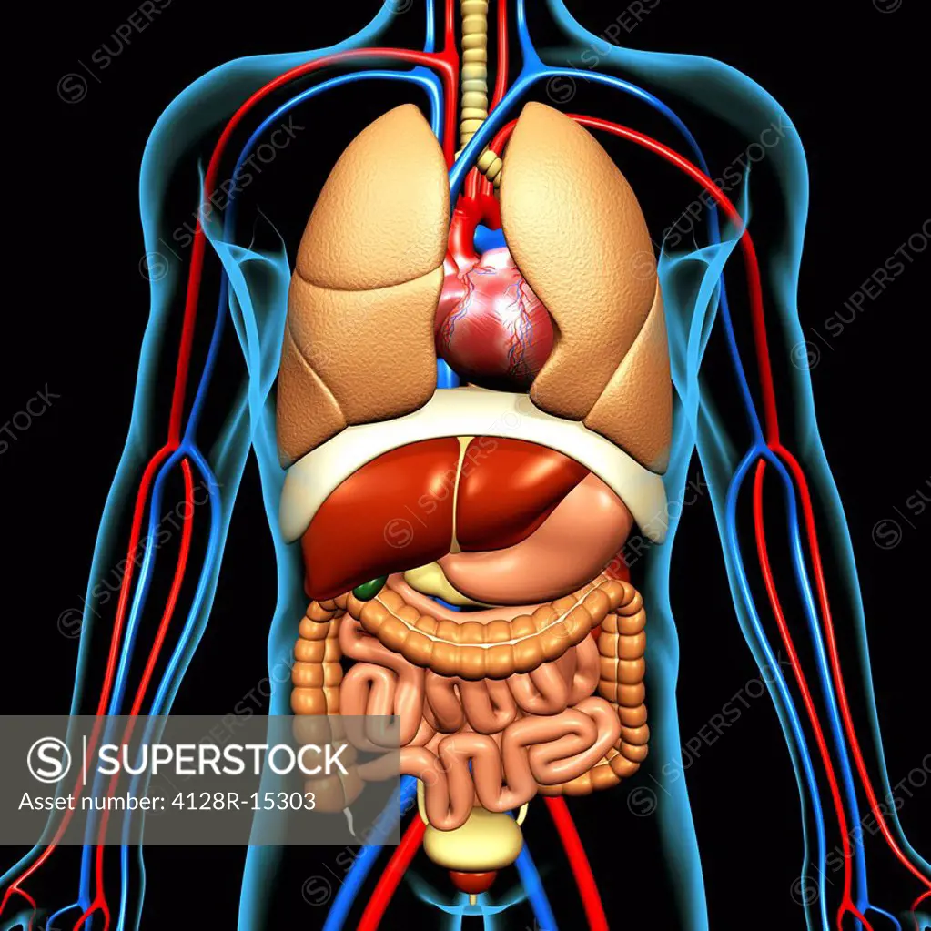 Computer artwork of the human anatomy seen from front. depicted are: Digestive system: Liver, falciform ligament, gallbladder, stomach, pancreas, appe...