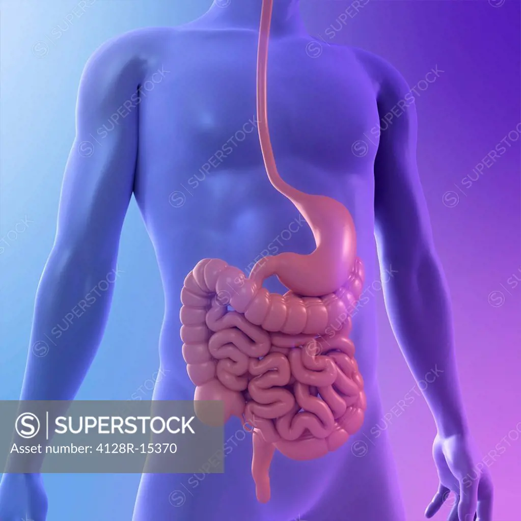 Healthy digestive system, computer artwork.