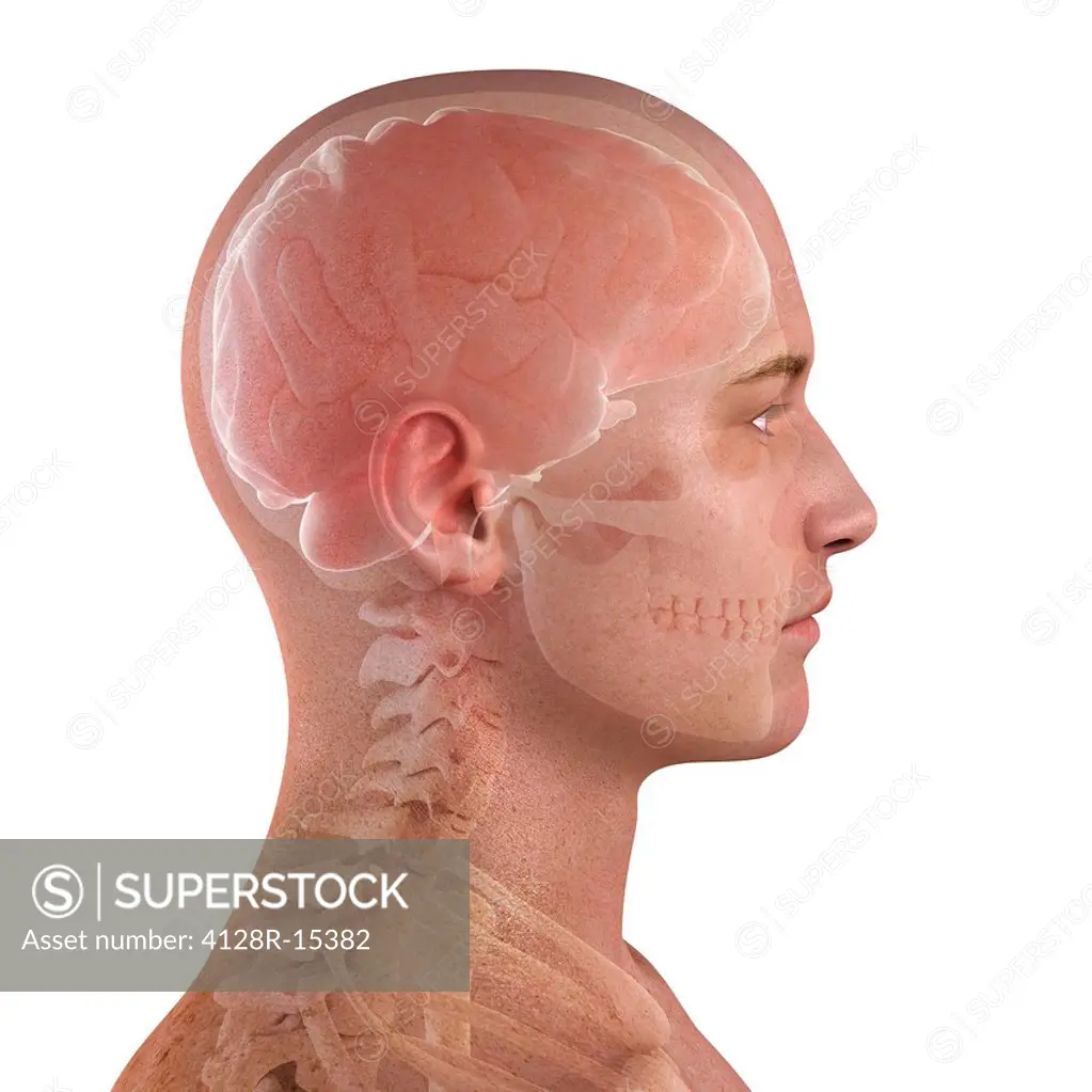 Head anatomy, computer artwork.