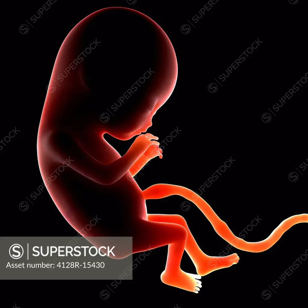 Two month old foetus, computer artwork.