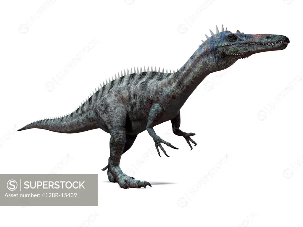 Suchomimus dinosaur, computer artwork. This dinosaur lived 110 to 120 million years ago during the middle of the Cretaceous period.