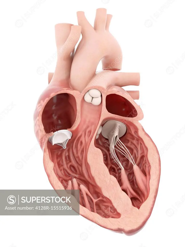 Illustration of an artificial heart valve