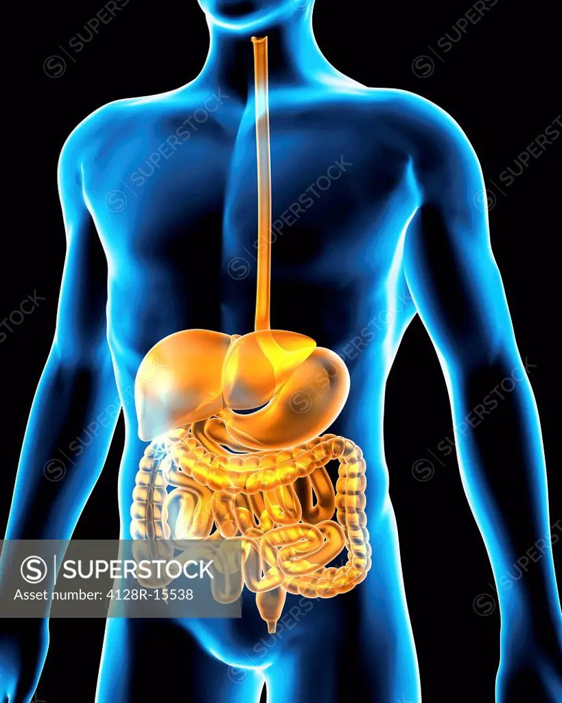 Digestive system. Computer artwork of a male torso and the digestive system.