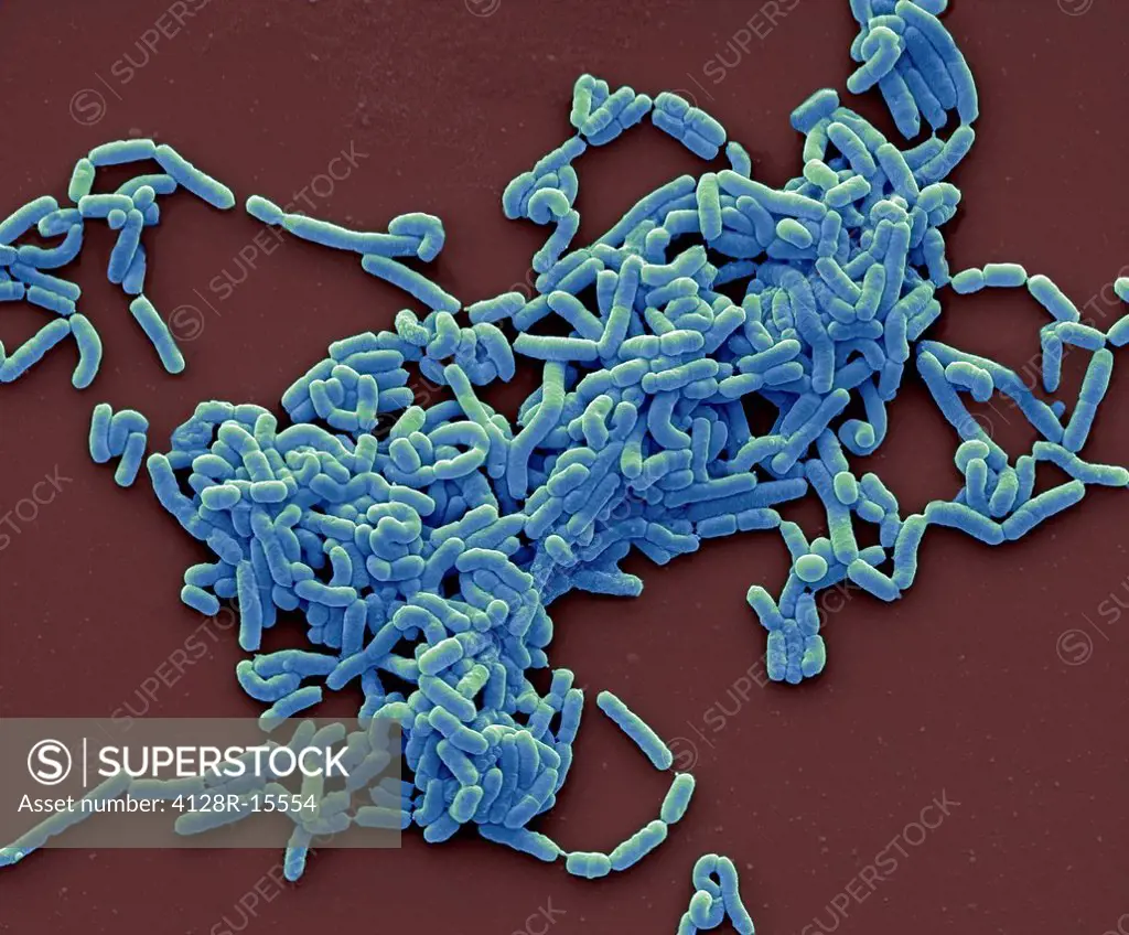 Lactobacillus casei bacteria, coloured scanning electron micrograph SEM. Magnification: x3000 when printed at 10 centimetres wide.