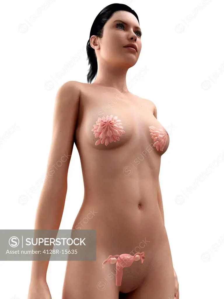 Female reproductive organs, computer artwork.