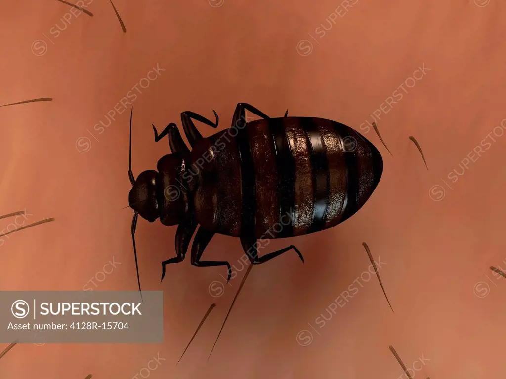 Bedbug Cimex sp., computer artwork.