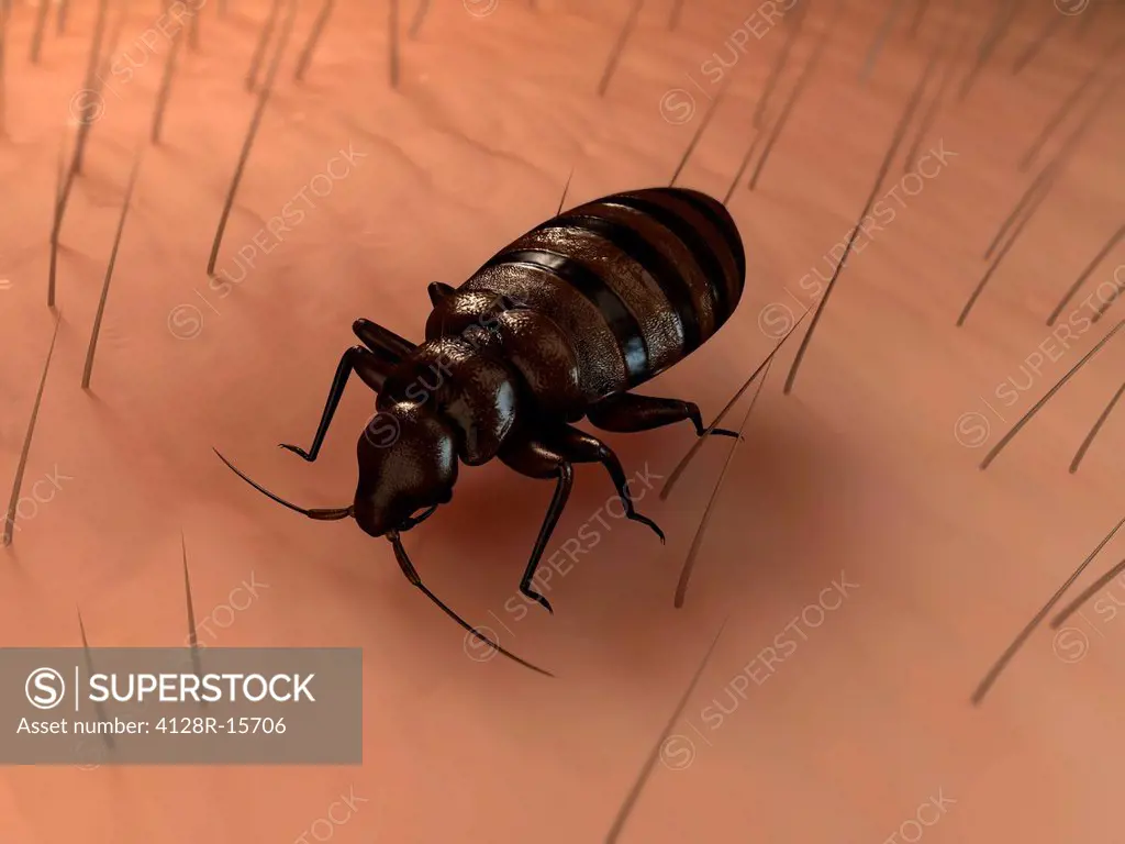 Bedbug Cimex sp., computer artwork.