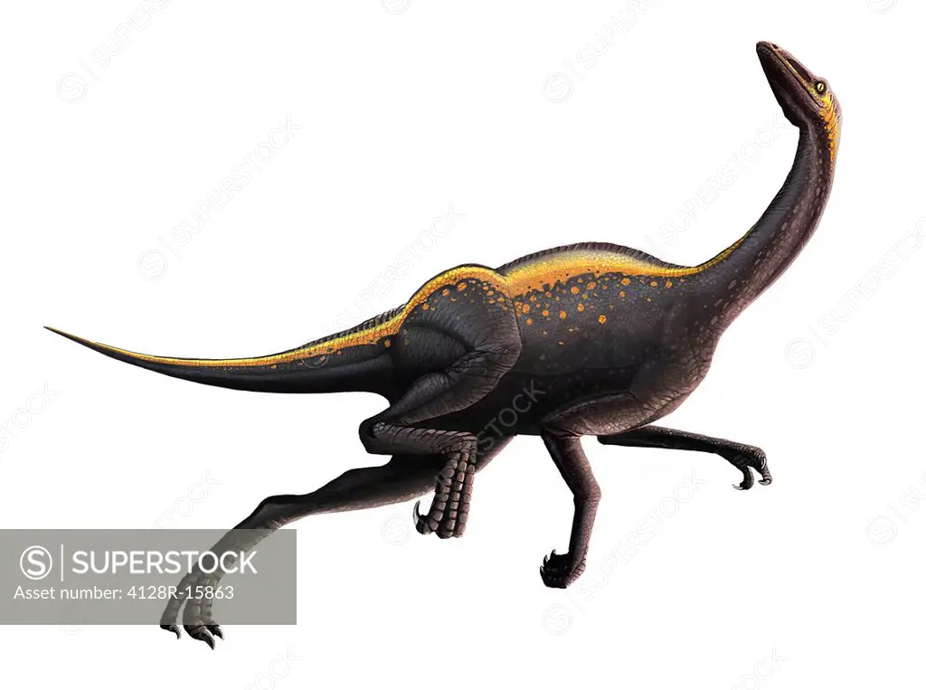 Ornithomimus dinosaur running, computer artwork. Ornithomimus meaning ´bird_mimic´ was an agile, ostrich_like omnivore, about 1.8_2.4 metres tall. It ...