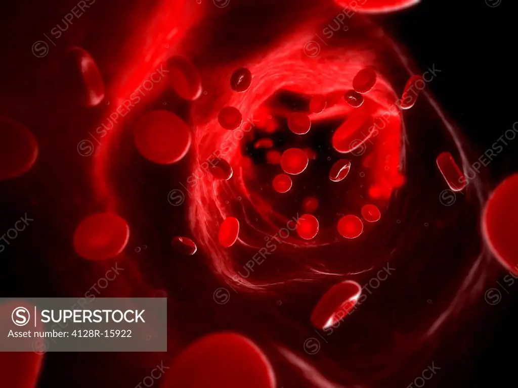 Artery. Computer artwork of erythrocytes red blood cells in an artery.