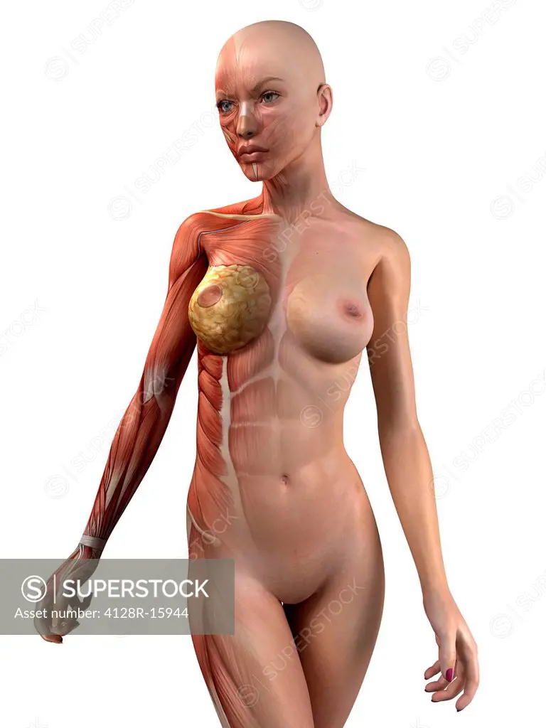 Female muscles, computer artwork.