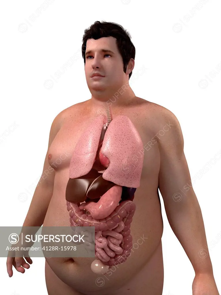 Obese man´s organs, computer artwork.