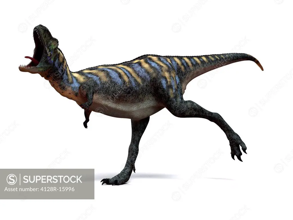 Aucasaurus dinosaur. Computer artwork of an Aucasaurus, a medium sized dinosaur from Argentina that existed during the late Cretaceous, around 100 to ...