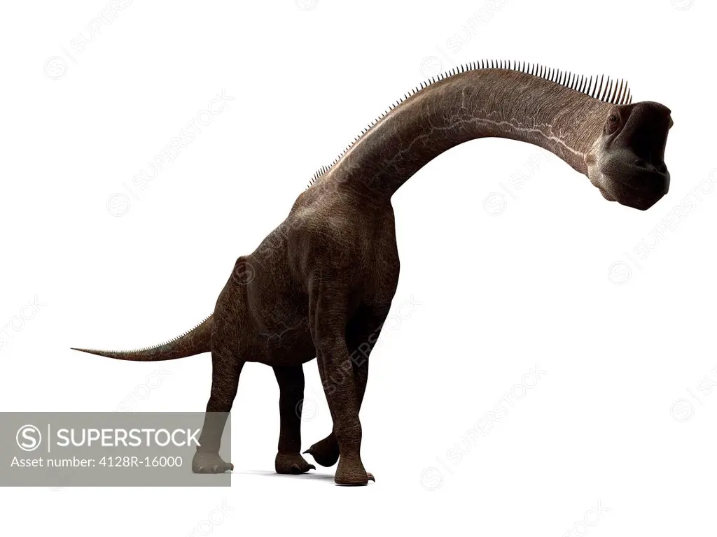 Brachiosaurus dinosaur, computer artwork. This is the tallest known dinosaur, standing up to 16 metres tall. It lived during the late Jurassic period,...