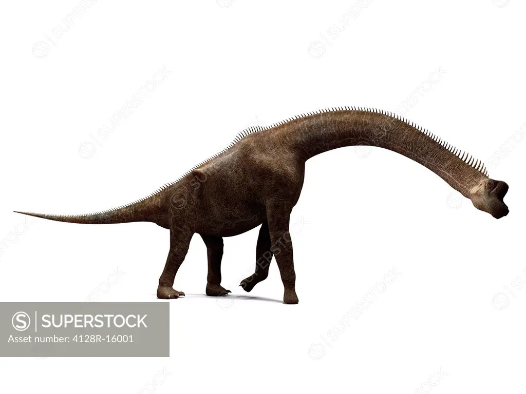 Brachiosaurus dinosaur, computer artwork. This is the tallest known dinosaur, standing up to 16 metres tall. It lived during the late Jurassic period,...
